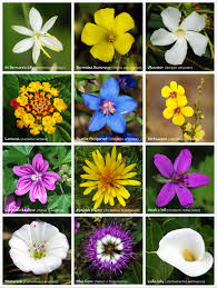 Symbolic Meaning of Flowers for Funerals