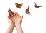 butterfly-release