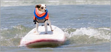Pet Friendly Places