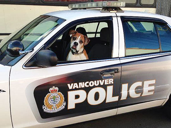 Dog Spends Final Days Fulfilling Bucket List